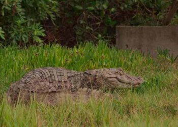 Jacaré “Juca” é tratado, recuperado e devolvido à natureza pela equipe do Oceanic Aquarium