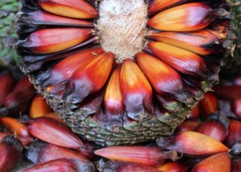 Colheita do pinhão iniciou no último sábado em Santa Catarina