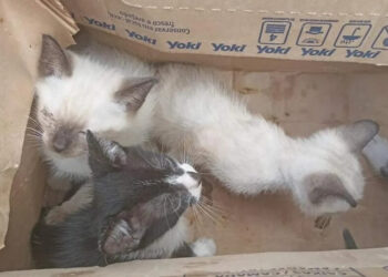 Mulher é presa após abandonar filhotes de gato em Camboriú