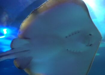 Filhotes de Raia Manteiga nascem no Oceanic Aquarium