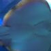 Filhotes de Raia Manteiga nascem no Oceanic Aquarium