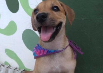 Balneário Shopping terá Feira de Adoção Pet, neste sábado