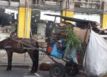 Projeto quer proibir circulação de carroças e transporte de carga animal em Santa Catarina