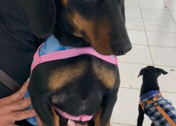 FUCAM realizará mutirão de castração em camboriú