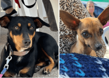 Mutirão de castração do bairro São Francisco em Camboriú; cadastro online