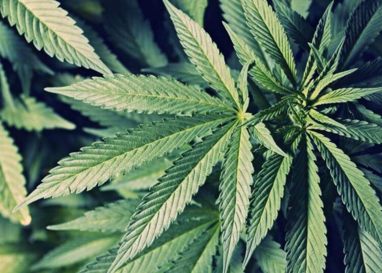 Cannabis medicinal pelo SUS 