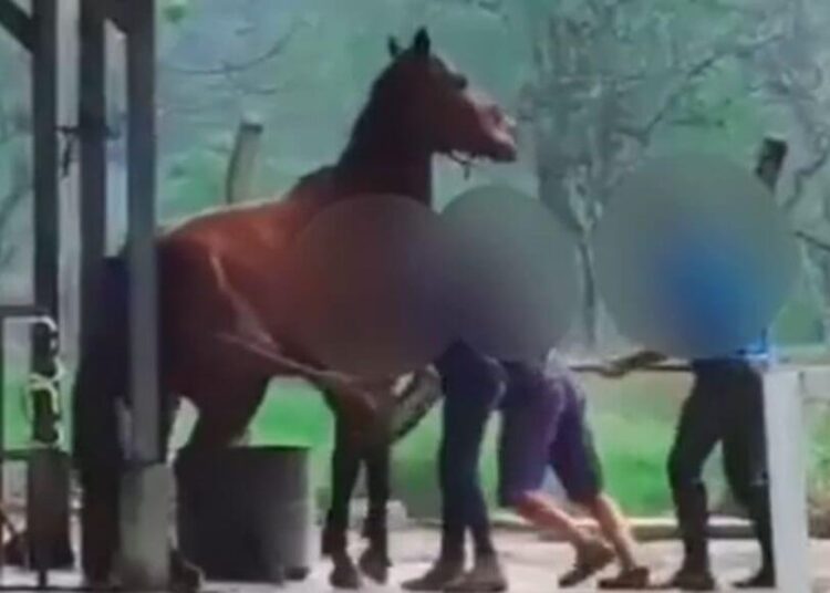 Cavalo é agredido
