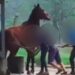 Cavalo é agredido em clube de hipismo de Joinville