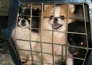 Mais de 70 cães são resgatados em canil clandestino em Camboriú.