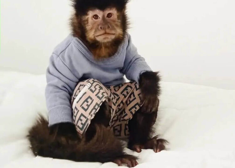 Conheça Antônio o macaco de Balneário Camboriú