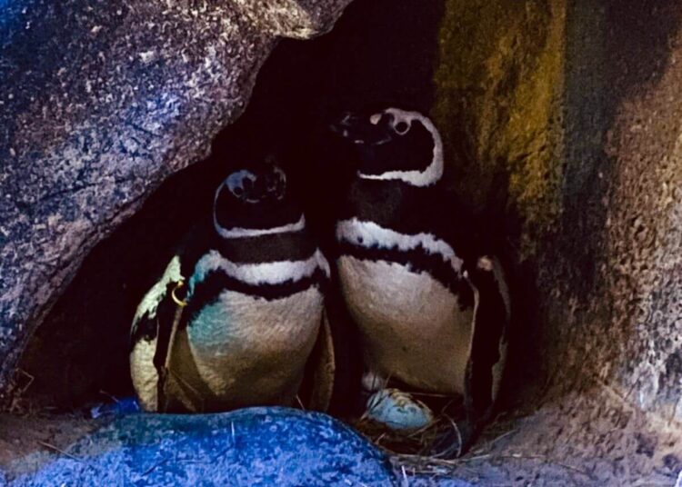 Casal de pinguins do Oceanic Aquarium