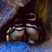 Casal de pinguins do Oceanic Aquarium Chandler e Rachel a espera de filhotes