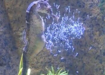 Mais de 300 cavalos-marinhos nascem no Oceanic Aquarium