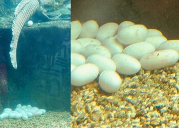 Jacaré fêmea do Oceanic Aquarium coloca 39 ovos