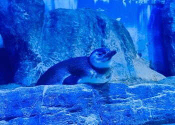 Chá Revelação de filhote de pinguim foi realizado no Oceanic Aquarium em Balneário Camboriú