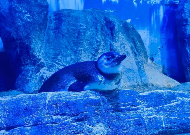 Chá Revelação de filhote de pinguim foi realizado no Oceanic Aquarium em Balneário Camboriú