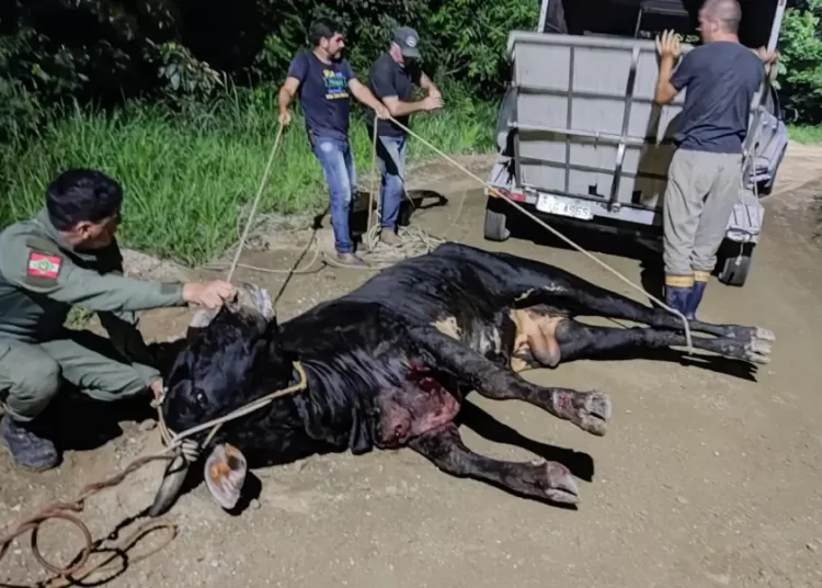 Animal fica ferido após farra do boi em Balneário Camboriú