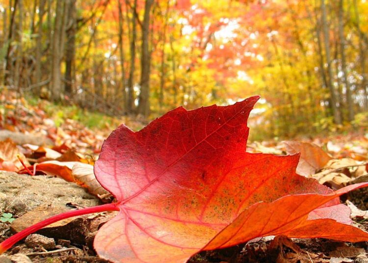 Chegada do Outono: Previsão de Mudança no Tempo nesta Quarta-feira (20)