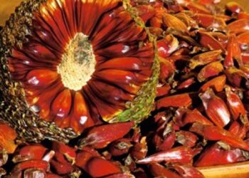 Aberta a temporada de colheita do pinhão/2024