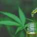 Primeiro extrato de Cannabis fabricado no Brasil chega às farmácias