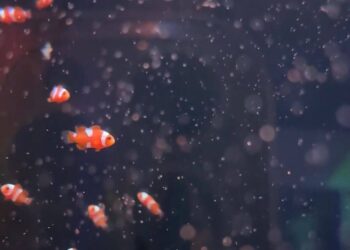 Aquário com filhotinhos de espécies marinhas encanta visitantes