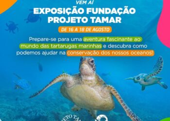 Quatro das cinco espécies de tartarugas marinhas no  Brasil estão ameaçadas