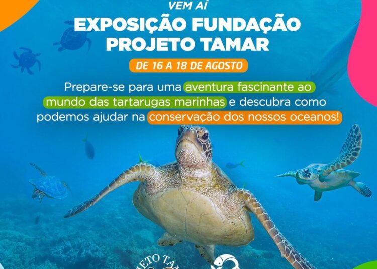 Quatro das cinco espécies de tartarugas marinhas no Brasil estão ameaçadas