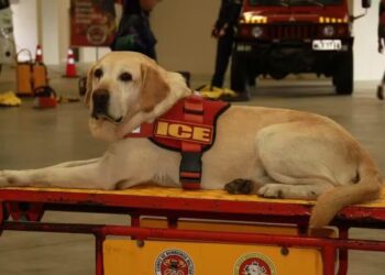 Morre Ice: O Primeiro Cão Guarda-Vidas do Brasil