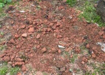 Mulher é presa em Itajaí por enterrar cachorro ainda vivo no quintal