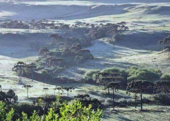 Geada transforma paisagem de São Joaquim em pleno novembro