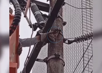 VÍDEO: Equipe da Celesc resgata joão-de-barro preso em poste em Balneário Camboriú