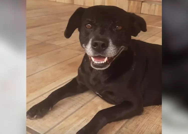 Protesto em Balneário Camboriú exige justiça por cão baleado na cabeça