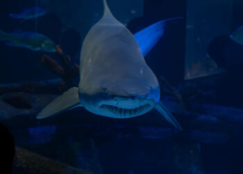 Oceanic Aquarium é o primeiro aquário do Brasil a ser certificado pela ALPZA