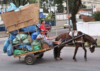 Itajaí Proíbe Veículos de Tração Animal nas Áreas Urbanas