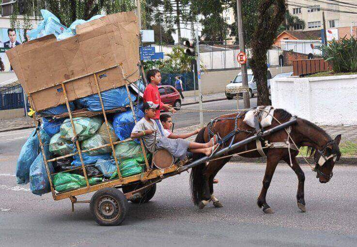 Itajaí Proíbe Veículos de Tração Animal nas Áreas Urbanas