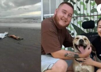 Cão que Permaneceu ao Lado do Tutor Morto em BC Ganha Novo Lar