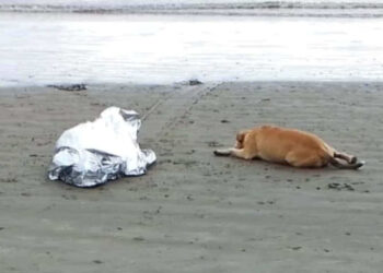 Cena emocionante: cão se recusa a deixar dono morto em Balneário Camboriú