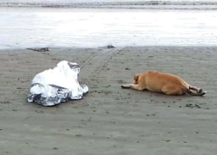 Cena emocionante: cão se recusa a deixar dono morto em Balneário Camboriú