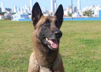 Morre Yankee, o Cão Policial Que Marcou a História da PM em Balneário Camboriú