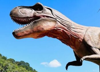 BC além da folia: as melhores atrações para curtir em família