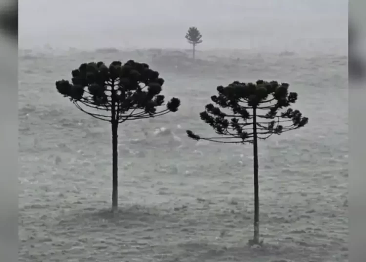 Primeira Geada de 2025 Transforma a Serra Catarinense em Cenário de Inverno