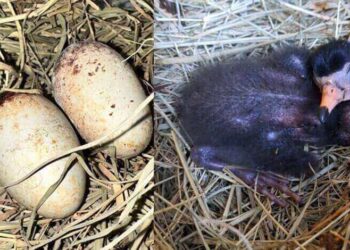 Ovos de aves e filhotes marcam a Páscoa no  Oceanic Aquarium