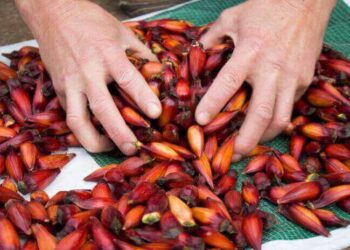 Começa a colheita do pinhão em Santa Catarina