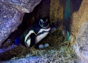 Conheça curiosidades sobre mamães do reino animal