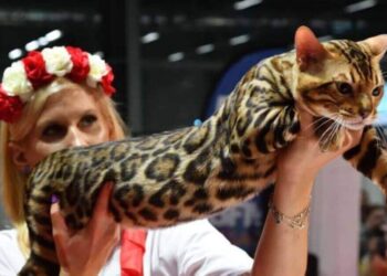 Exposição Internacional de Gatos de Raça em Balneário Camboriú