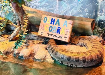 Arraial animal: clima junino chega ao aquário em Balneário Camboriú