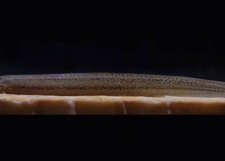 Nova Espécie de Peixe Subterrâneo é Descoberta no Rio Camboriú