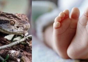 Bebês recebem antídoto de cobra por engano em hospital de SC