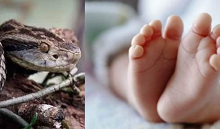 Bebês recebem antídoto de cobra por engano em hospital de SC