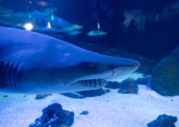 Dia Mundial de Conscientização sobre Tubarões e Raias: Oceanic Aquarium lança campanha em areia de praia catarinense para sensibilizar o público